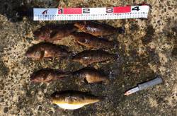 須磨　アコウ狙いの落とし込み釣行