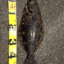 紀ノ川河口の沖堤防にてショアジギングで50cmオーバーのヒラメ