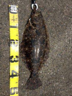 紀ノ川河口の沖堤防にてショアジギングで50cmオーバーのヒラメ