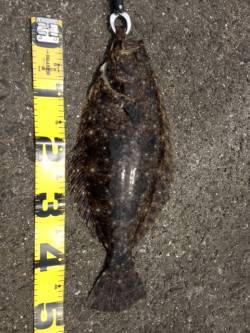 紀ノ川河口の沖堤防にてショアジギングで50…