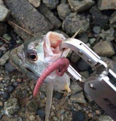 淀川河口周辺で日が沈む前にチニング〜キビレの釣果