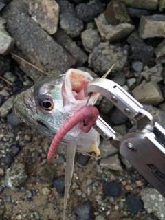 淀川河口周辺で日が沈む前にチニング〜キビレの釣果