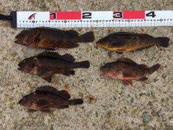 須磨周辺にて探り釣り〜ガシラ連発にアブラメもヒット