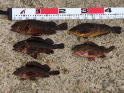 須磨周辺にて探り釣り〜ガシラ連発にアブラメ…