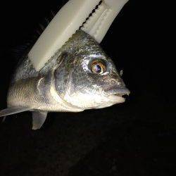 岸和田にてシーバス狙いから急遽キビレを狙って3尾ゲット