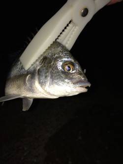 岸和田にてシーバス狙いから急遽キビレを狙っ…