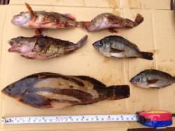 平磯海づり公園にて良型アイナメ♪ ポン級は…