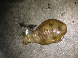 千田漁港でナイトエギング　初春イカゲット！…