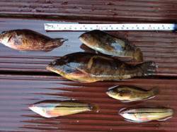 舞子で探り釣り〜アブラメをはじめガシラが入…