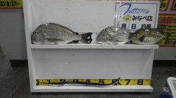 天神崎のフカセ釣りでアイゴ34cmにヘダイなどの釣果