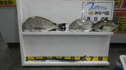 天神崎のフカセ釣りでアイゴ34cmにヘダイ…