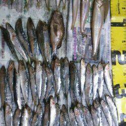 おのころ愛ランド周辺で投げ釣り&サビキ〜メバル・キス・アジ・イワシなど