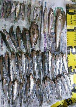 おのころ愛ランド周辺で投げ釣り&サビキ〜メバル・キス・アジ・イワシなど