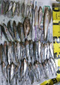 おのころ愛ランド周辺で投げ釣り&サ…