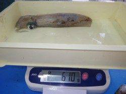 みなべ岩代堤防でエギングでアオリイカの釣果