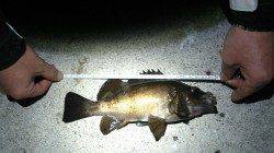 淡路島・岩屋にてウキ釣り〜安定してメバルとアジ交互に掛かりました♪