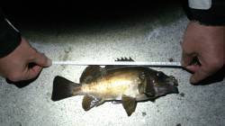 淡路島・岩屋にてウキ釣り〜安定してメバルと…