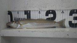 みなべ堺堤防でちょい投げ、26.5ｃｍのキス