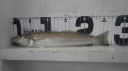 みなべ堺堤防でちょい投げ、26.5ｃｍのキ…