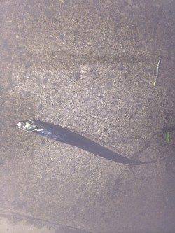 北港　テンヤ釣りにタチウオのアタリ