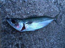 北港　小アジに混じって良型のサバの姿も