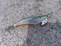 小浜エリアでエギング〜ボトム付近をずり引きでコウイカ