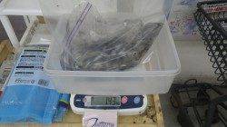 白浜町椿でエギング、やっとキロアップGET！