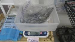 白浜町椿でエギング、やっとキロアップGET…