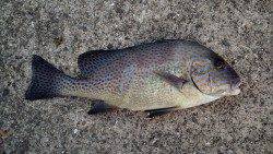 一本松漁港に初釣行〜アジングならぬゴモキング？でコロダイなど