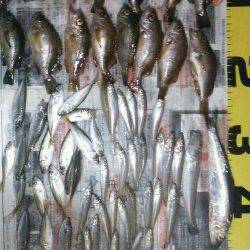 洲本にてちょい投げキス&ズボ釣りでメバル・ガシラ&サビキ釣り