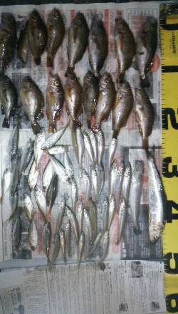 洲本にてちょい投げキス&ズボ釣りで…