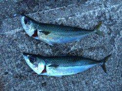 北港　小アジに混じって良型のサバの姿も