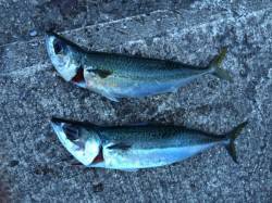 北港　小アジに混じって良型のサバの姿も