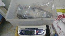 椿漁港のアオリイカ釣果、エギングにてＧＥＴ！