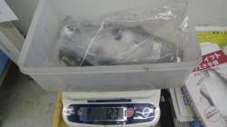 椿漁港のアオリイカ釣果、エギングにてＧＥＴ…