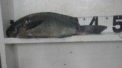 堺漁港のフカセでグレ45.5cm&コロダイ37cm
