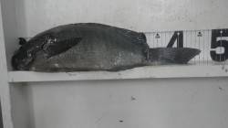 堺漁港のフカセでグレ45.5cm&…