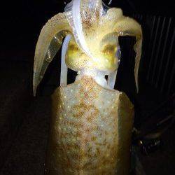 大蔵海岸エギング〜満月を眺めながらシャクっているとアオリイカHIT！