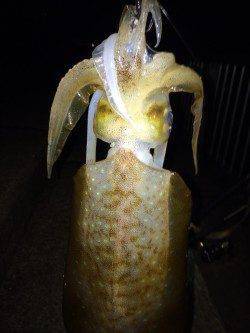 大蔵海岸エギング〜満月を眺めながらシャクっているとアオリイカHIT！