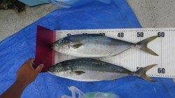 日置の地磯　ルアーでハマチ2本の釣果