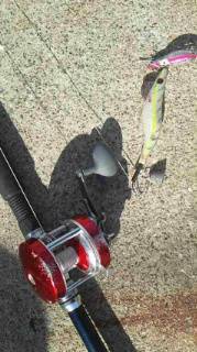 垂水漁港　今シーズン初のタコエギでタコ600g