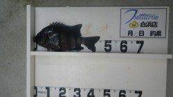 伊古木にてブッコミウニでイシダイ45ｃｍ！