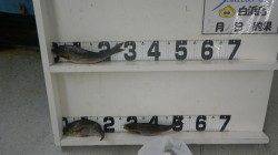 串本町和深の地磯  フカセでイサギの釣果