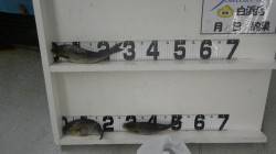 串本町和深の地磯  フカセでイサギの釣果