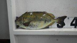 天神崎のフカセ釣りでアイゴ34cmにヘダイなどの釣果