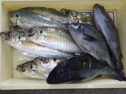 堺磯ヒズメにて大アジの釣果
