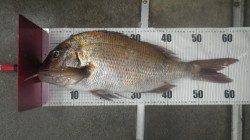 みなべ地磯にてマダイ64cm