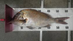 みなべ地磯にてマダイ64cm