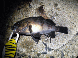 飾磨～広畑　メバリングでメバル狙いは今年一…