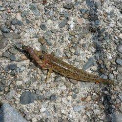 埴田漁港でキス・ハゼ〜お昼間のど干潮でもアタリ多く